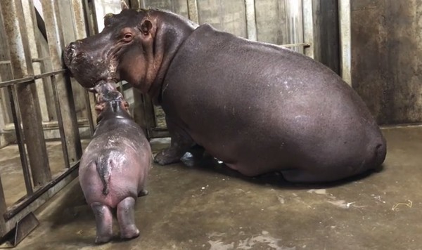 ▲小河馬費歐娜。（圖／翻攝自辛辛那提動物園）