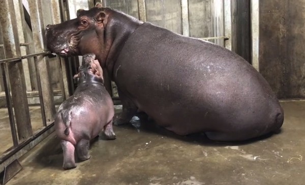 ▲小河馬費歐娜。（圖／翻攝自辛辛那提動物園）