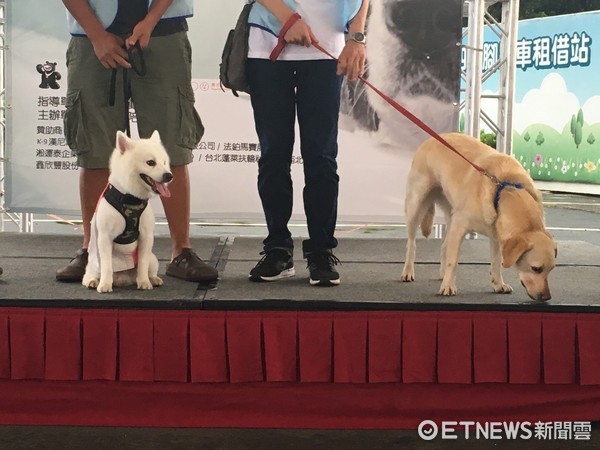 曾協助瓦礫堆救人！8歲搜救犬退役　大直高中領養當校犬（圖／記者易景萱攝）