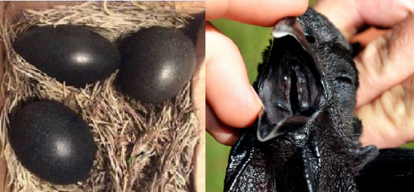 錯誤報導指出「罕見神秘全黑雞」Ayam Cemani的雞蛋是黑色的。(圖左／翻攝臉書NTD Television、圖右／翻攝自greenfirefarms))