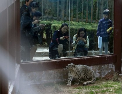 ▲中國大陸成功人工繁育雪豹　展開全球命名活動。（圖／中新網）