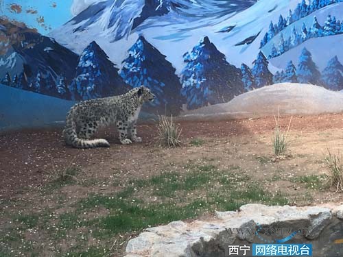 ▲中國大陸成功人工繁育雪豹　展開全球命名活動。（圖／西寧網路電視台）