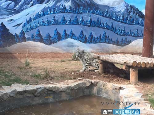 ▲中國大陸成功人工繁育雪豹　展開全球命名活動。（圖／西寧網路電視台）