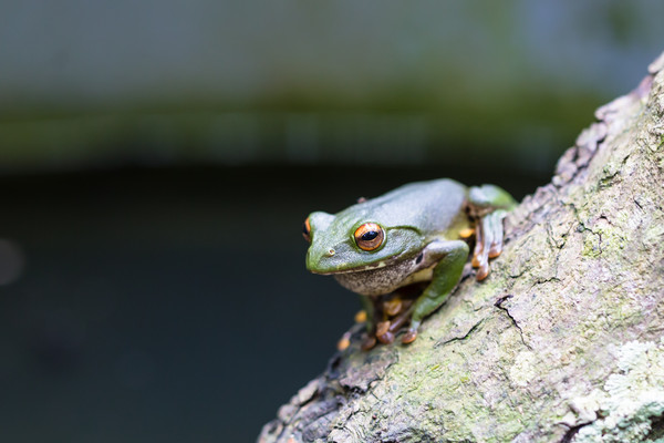 ▲莫氏樹蛙,樹蛙,綠色樹蛙,台灣樹蛙,台灣特有物種。（圖／記者林世文攝）