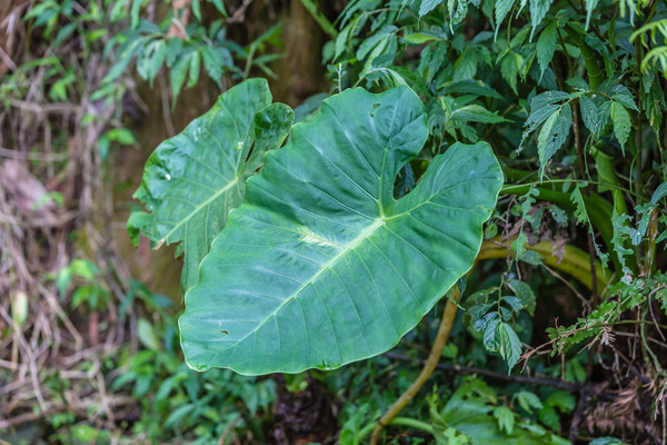 ▲姑婆芋,不可食用植物,誤食中毒 。（圖／記者林世文攝）