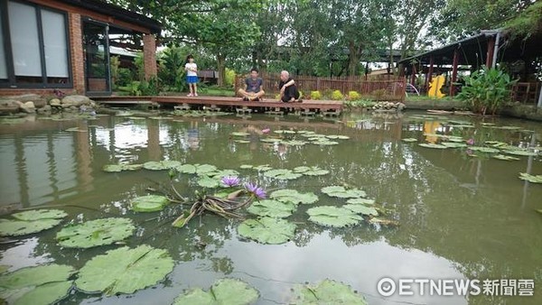 ▲桃園市蓮花季將下月展開,早鳥民眾搶先在林家古厝蓮園賞蓮。(圖/記者楊熾興攝)
