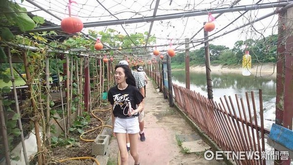 ▲蓮園內親子步道走在瓜棚下也清涼消暑(圖/記者楊熾興攝)
