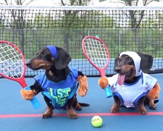 ▲臘腸狗兄弟打網球。（圖／翻攝自IG「crusoe_dachshund」）