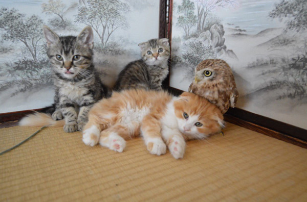 日本大阪咖啡廳裡的貓頭鷹Fuku和小貓Marimo（圖／翻攝自Twitter@hukuloucoffee@OSAKA）