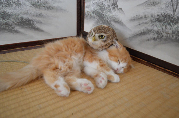 日本大阪咖啡廳裡的貓頭鷹Fuku和小貓Marimo（圖／翻攝自Twitter@hukuloucoffee@OSAKA）