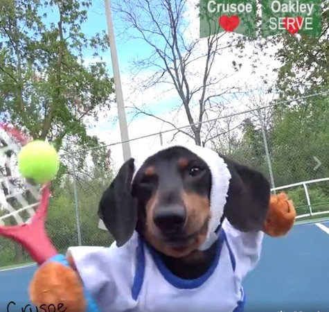 ▲臘腸狗兄弟打網球。（圖／翻攝自IG「crusoe_dachshund」）
