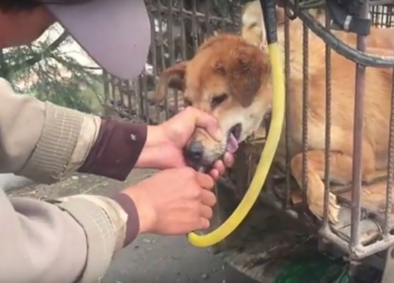 中國狗販在狗兒嘴裡強灌水（圖／翻攝自YouTube）
