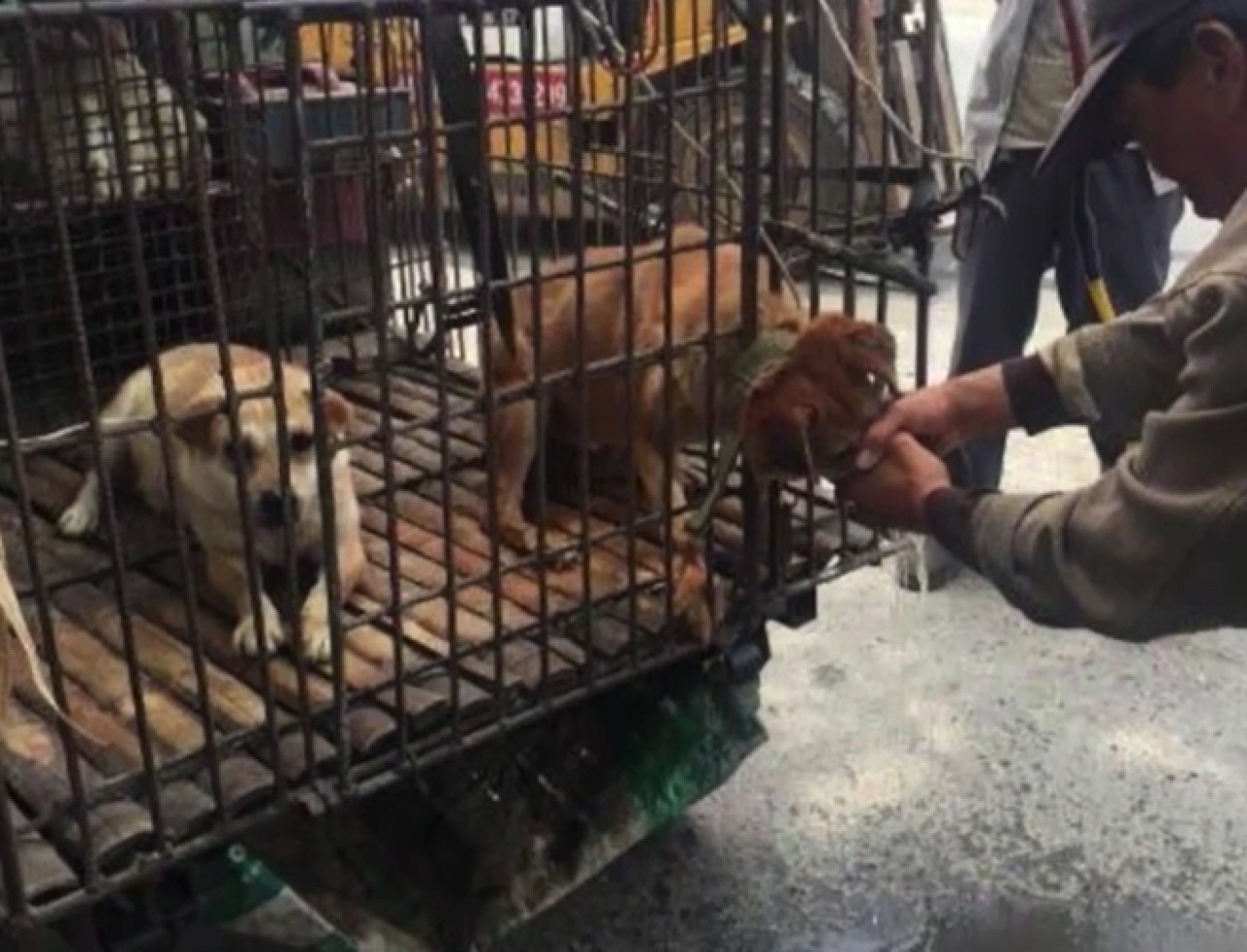 中國狗販在狗兒嘴裡強灌水（圖／翻攝自YouTube）