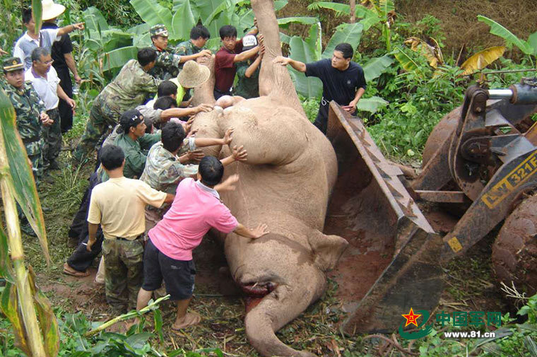 西雙版納是亞洲象的主要棲息地，武警解救受困於蓄水池的大象。（圖／翻攝自中國軍網）