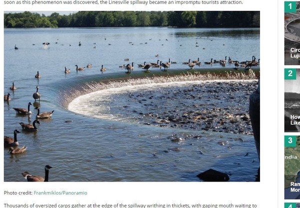 美國賓州的皮馬圖寧水庫，魚多到可以讓鴨子踩在上頭行動。（圖／翻攝自Amusing Planet）
