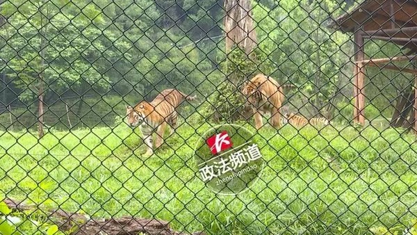 3陸男女想省錢翻牆進動物園　落地發現旁邊有7隻孟加拉虎。（圖／翻攝自長沙電視台）