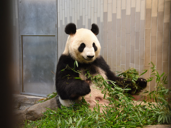 東京上野動物園雌性大貓熊「真真」。（圖／翻攝自上野動物園官網）