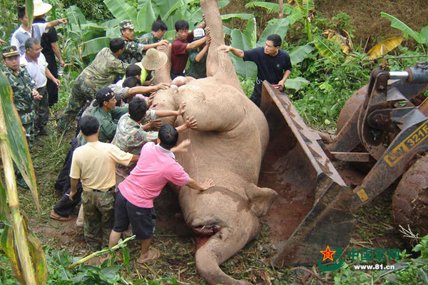 西雙版納是亞洲象的主要棲息地，武警解救受困於蓄水池的大象。（圖／翻攝自中國軍網）