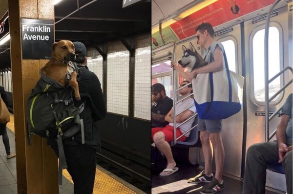 ▲狗狗上紐約地鐵。（圖／翻攝推特）