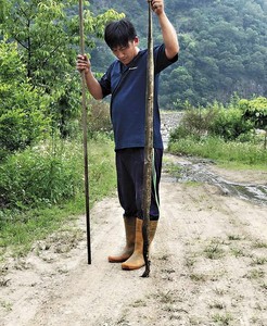 身長超越成年男子的眼鏡蛇時常出沒農田中，還有農民被嚇得不敢下田工作。（翻攝網路）