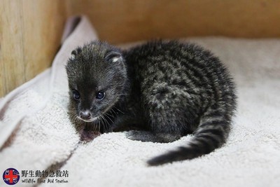 野生動物急救站今年6月救助失去母親的麝香貓，待牠恢復健康後回歸大自然。（翻攝野生動物急救站臉書）