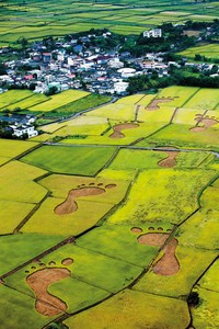 《看見台灣》裡，有一幕稻田裡的腳印是齊柏林費盡心思才找到的場景。（台灣阿布電影公司提供）