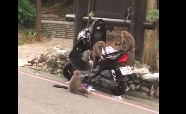 ▲▼高雄壽山動物園登山口，有猴子直接撬開車箱盤查。（圖／翻攝臉書爆料公社）