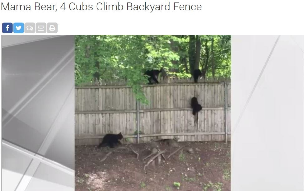 熊媽帶小熊爬籬笆，聰明的牠使出小撇步。（圖／翻攝自臉書NBC Connecticut）