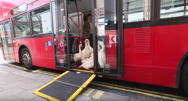 倫敦公車走下一群鵝，牧羊犬沿途盯梢：一隻都不能少！（圖／youtube翻拍）
