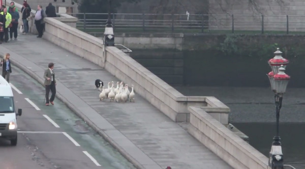 倫敦公車走下一群鵝，牧羊犬沿途盯梢：一隻都不能少！（圖／youtube翻拍）
