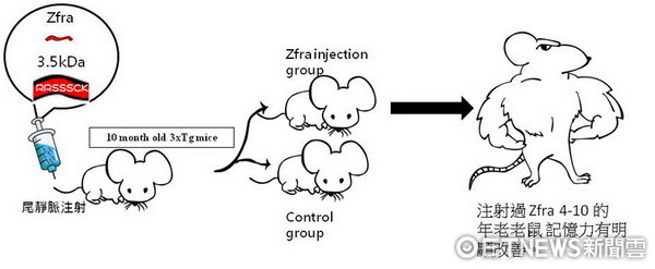 ▲將「Z小分子蛋白」用於生下來３個月的小鼠，在成長過程中，也能有效預防阿茲默失智症發展。（圖／成大提供）