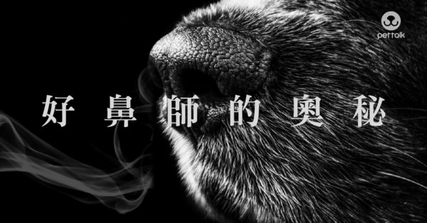 圖／翻攝自PetTalk官網