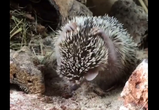 ▲刺蝟洗頭。（圖／翻攝自Hedgehogs of Asgard）