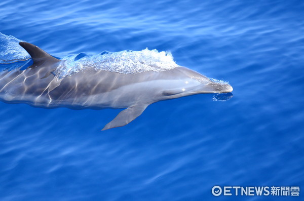 東管處今年委託中華鯨豚協會於7月至12月舉辦「海面上，海面下」系列活動，推出海洋生態特色遊程。（圖／東管處提供）