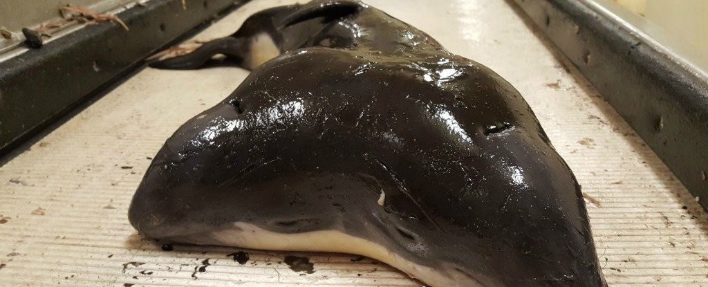 捕魚驚見「連體海豚寶寶」…全世界搶收藏　漁夫卻將牠丟回大海(翻攝自ScienceAlert/Erwin Kompanje)
