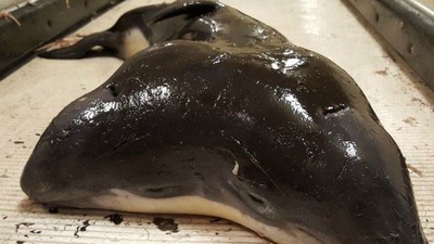 捕魚驚見「連體海豚寶寶」…全世界搶收藏　漁夫卻將牠丟回大海