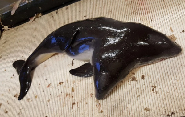捕魚驚見「連體海豚寶寶」…全世界搶收藏　漁夫卻將牠丟回大海(翻攝自ScienceAlert/Erwin Kompanje)