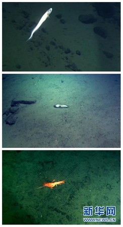 「蛟龍」號深潛6千米，見白身紫尾「舞姿」優美大海參。（圖／翻攝自新華網）
