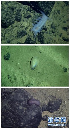 「蛟龍」號深潛6千米，見白身紫尾「舞姿」優美大海參。（圖／翻攝自新華網）
