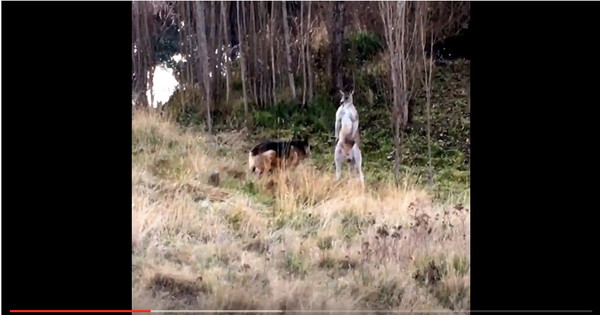 ▲▼澳洲一隻德國牧羊犬大戰袋鼠。（圖／翻攝自YouTube）
