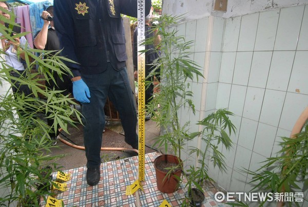 ▲台南市警方在現場起獲巴席所種植之大麻植栽。（圖／記者林悅翻攝）
