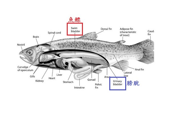 ▲魚的身體構造。（圖／翻攝自biology.stackexchange.com）