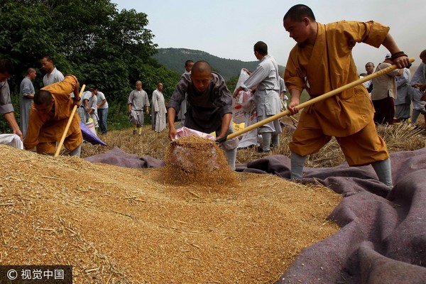 少林寺眾僧手工收麥，曾捐萬斤小麥救濟村莊。（圖／CFP）
