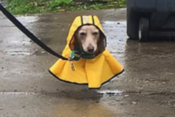穿著雨衣的臘腸狗滿臉無奈，主人遛狗照遭惡搞。（圖／翻攝自《Reddit》:PoopingTortoise）