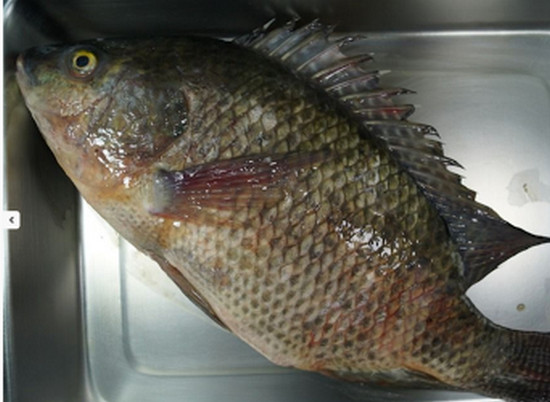 ▲吳郭魚湖泊病毒感染主要病徵為食慾降低、魚體活力減弱、眼球出血及混濁、表皮損傷或潰瘍等。（圖／桃園市政府農業局提供）