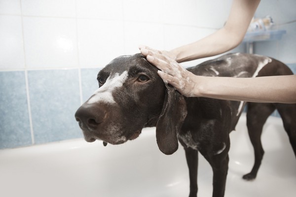 ▲狗洗澡。（圖／取自Pixabay，CC0）