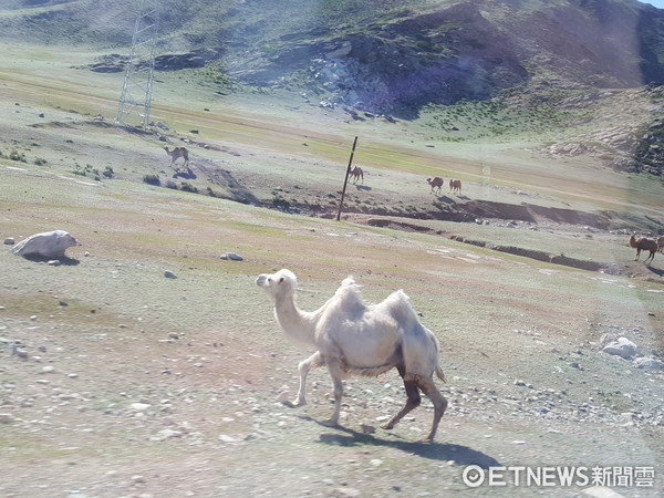 ▲▼阿爾泰山隨處可見滿山遍野的牛、羊、馬、駱駝。（圖／記者黃巧雯攝）