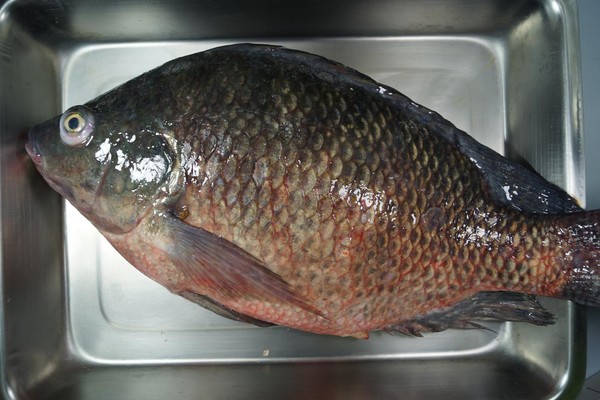 ▲▼桃園市發現吳郭魚新興傳染病「湖泊病毒病」（Tilapia Lake Virus, TiLV）。（圖／翻攝自行政院農委會官網）