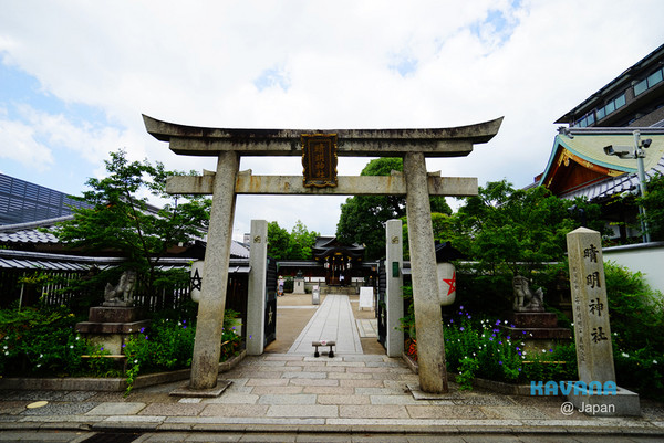 「京。花語」晴明神社X桔梗花。（圖／卡瓦納提供）