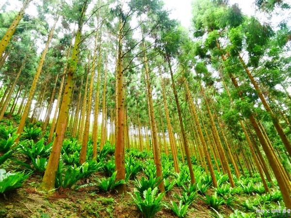 戈巴侖森林露營地。（圖／何師父提供）